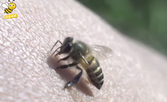 All About Bees