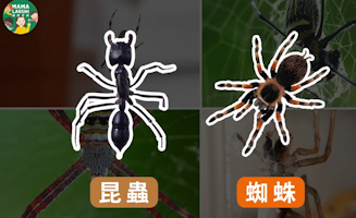 All About Spiders
