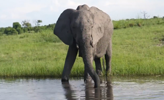 All About Elephants