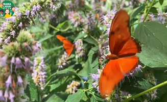 All About Butterflies For Kids
