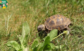 Hare And The Tortoise