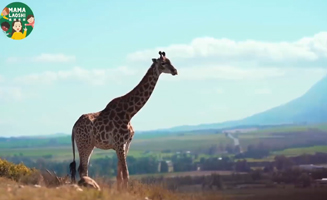 Safari Animals