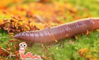All About Earthworms