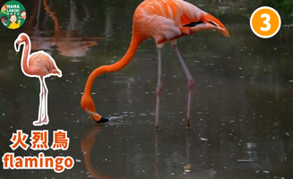 5 Amazing Birds
