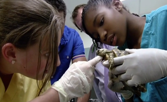 Junior Vets S01E05