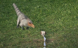 Dino Dex S02e03