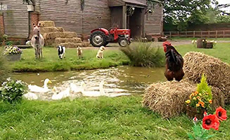 Big Barn Farm S01E19 Whats Up Ducks