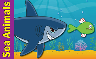 Under The Sea - Marine And Sea Animals Song For Kids