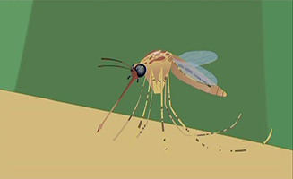 Wild Kratts S03E04 Mosquito Dragon